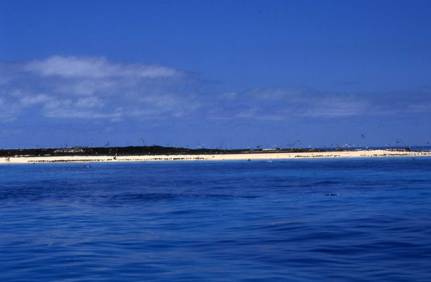 Michaelmas Cay