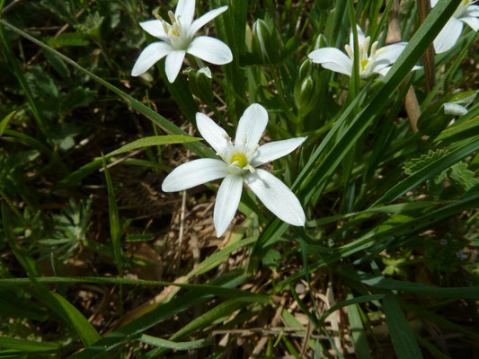 Ornithogalum montanum - Bergvogelmelk