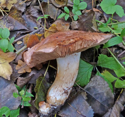 Cortinarius balteatoalbus - Dikke gordijnzwam