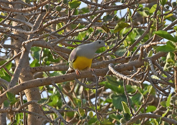 Treron waalia - Bruce's Green-Pigeon