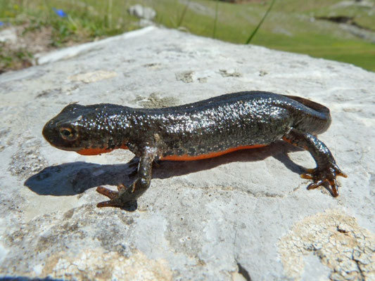 Ichthyosaura alpestris