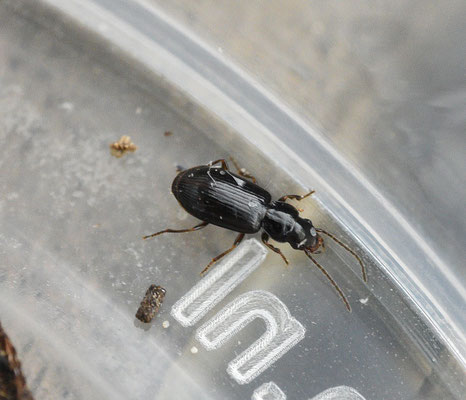 Acupalpus exiguus - Kleibontloper