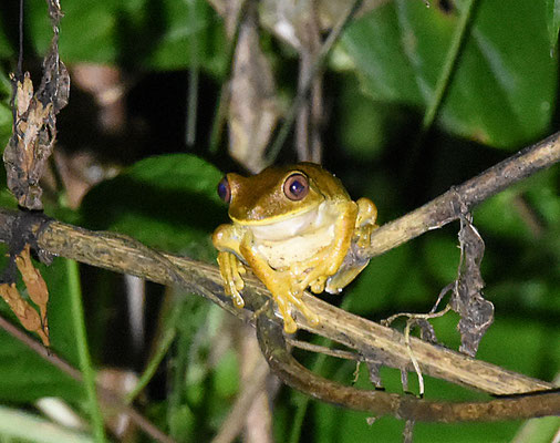Boana semilineata
