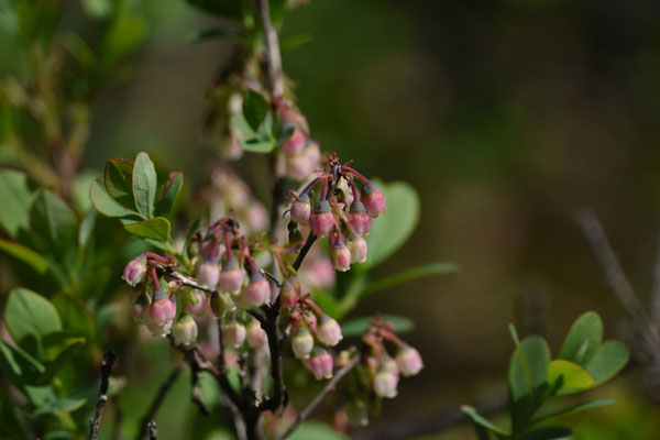 Vaccinium uliginosum - Rijsbes