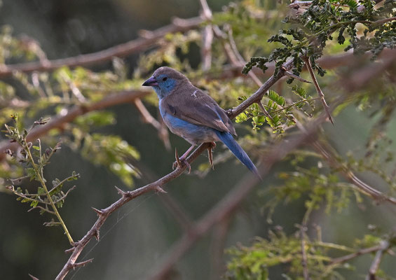 Uraeginthus bengalus - Red-cheeked Cordonbleu