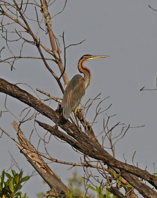 Ardea purpurea - Purple Heron