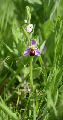 Bijenorchis