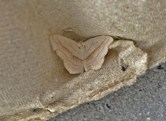 Scopula imitaria - Ligusterstipspanner