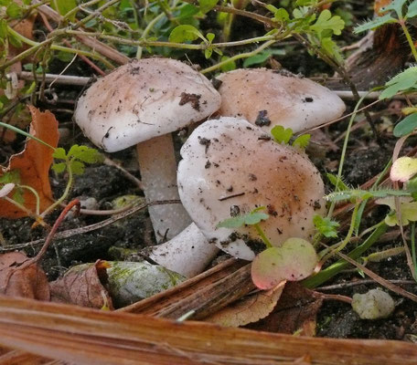 Hebeloma sacchariolens - Oranjebloesemzwam