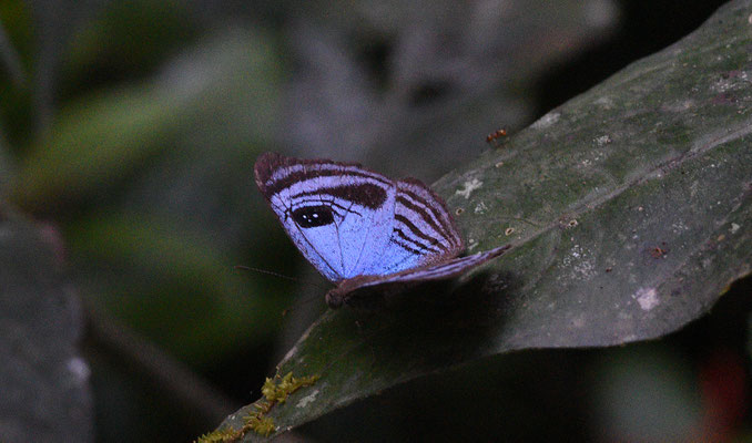 Semomesia capanea
