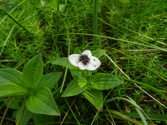 Cornus suecica - Zweedse kornoelje