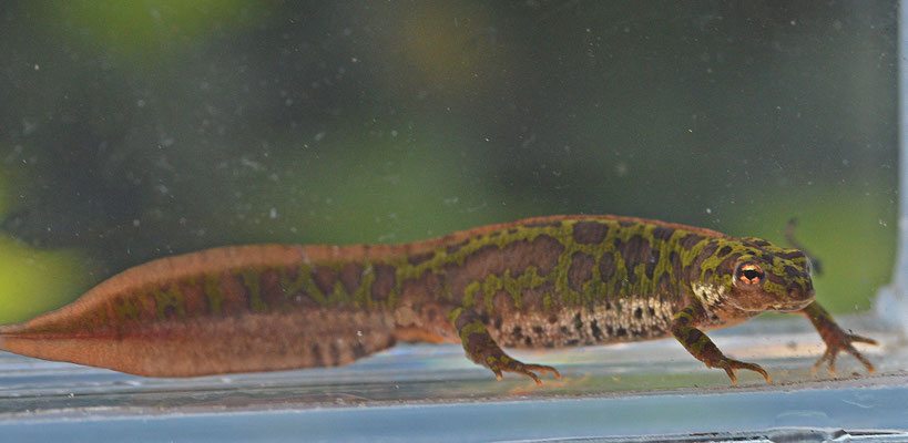 Dwergmarmersalamander vrouw