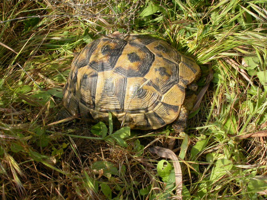 Moorse landschildpad (Testudo graeca)