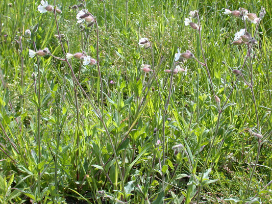 Silene latifolia - Avondkoekoeksbloem