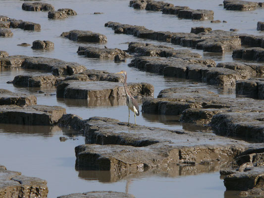 Tricolored Heron
