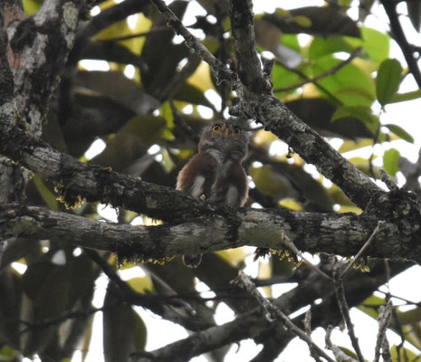 Amazonian Pygmee-Owl