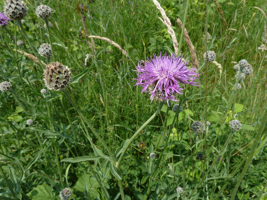 Centaurea scabiosa - Grote centaurie