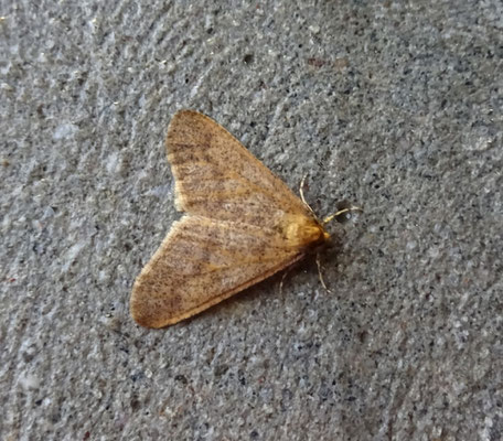 Erannis defoliaria - Grote wintervlinder