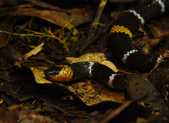Micrurus hemprichii hemprichii - Echte Breed-zwartbandige Koraalslang