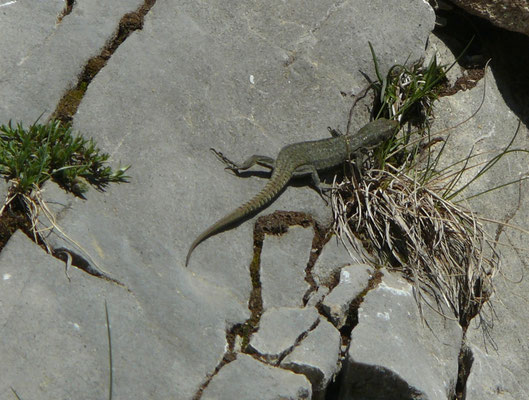 Dinarolacerta montenigrina
