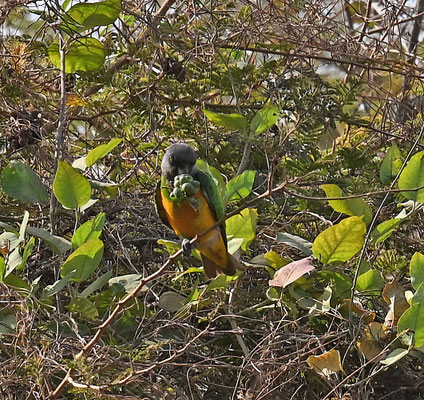 Poicephalus senegalus - Senegal Parrot