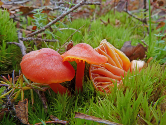Hygrocybe miniata - Gewoon vuurzwammetje