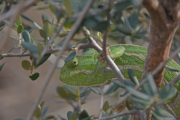 Mediterrane kameleon