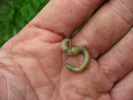 Allolobophora chlorotica