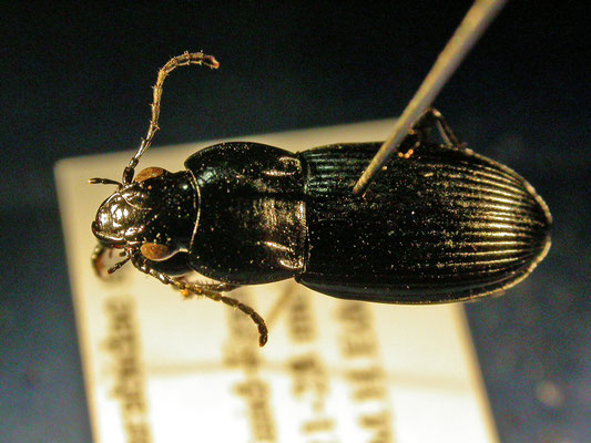 Pterostichus melas