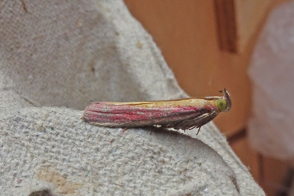 Oncocera semirubella - Prachtmot