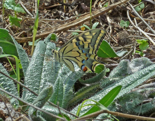 Koninginnepage (Papillio machaon)