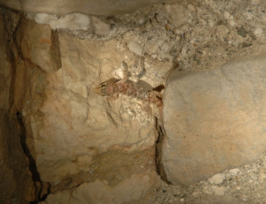 Cyrtopodion kotschyi (Egeïsche naaktvingergekko)