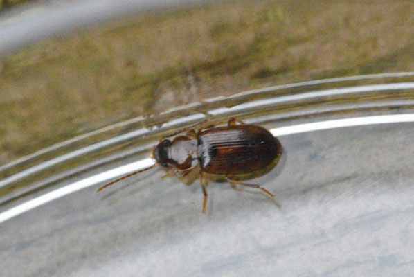 Acupalpus dubius - Moerasbontloper