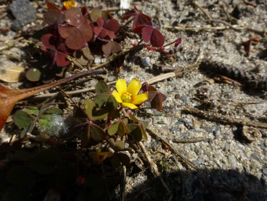 Oxalis corniculata - Gehoornde klaverzuring