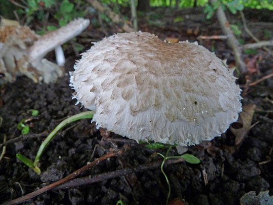 Leucoagaricus barsii - Wortelende champignonparasol