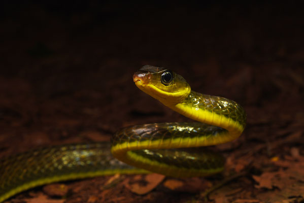 Chironius multiventris - Zweepstaartkielrugslang