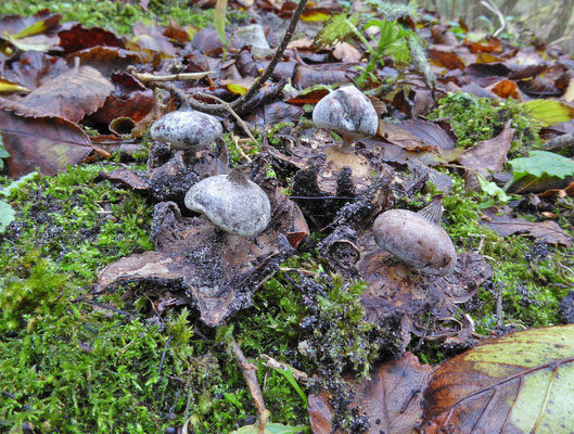 Geastrum striatum-Baretaardster