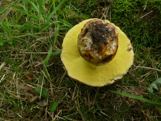 Boletus impolitus