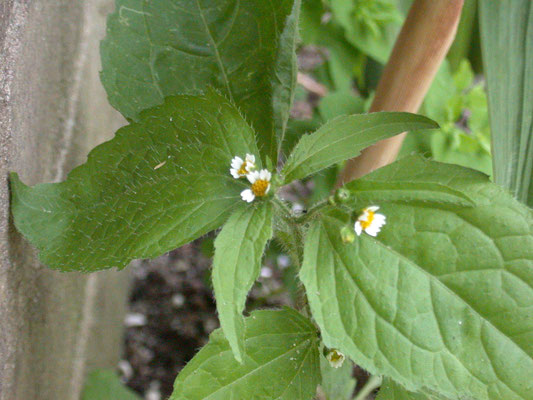 Galinsoga ciliata - Harig knopkruid