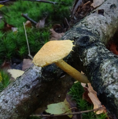 Gymnopilus sapineus - Vezelige vlamhoed
