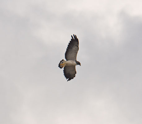 White-tailed Hawk