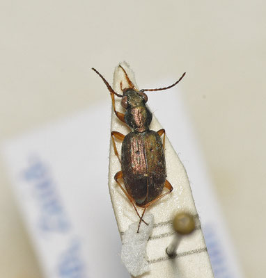 Asaphidion pallipes - Zandgrootoogkever