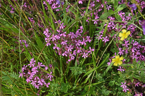 Rotszeepkruid (Saponaria ocymoides)