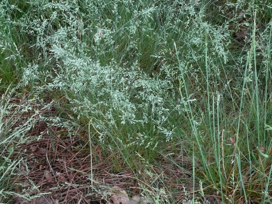 Avenella flexuosa - Bochtige smele