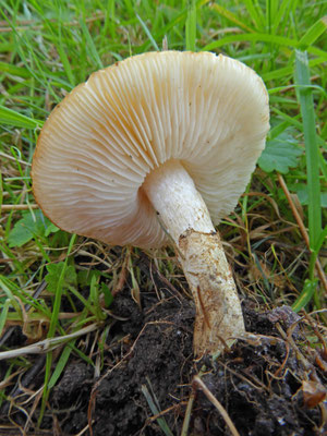 Chamaemyces fracidus - Druppelparasolzwam