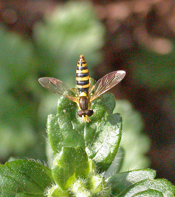 Sphaerophoria scripta - Grote langlijf