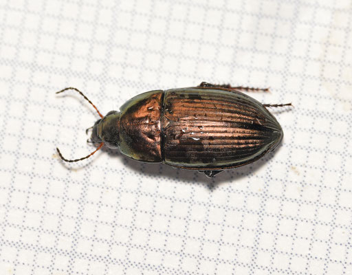 Amara eurynota - Breedrugglimmer