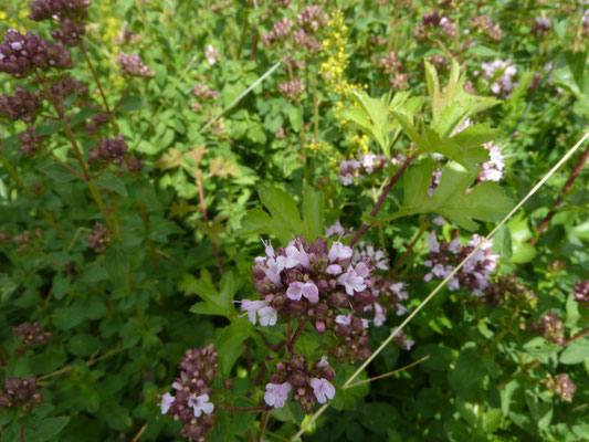 Origanum vulgare - Wilde marjolein