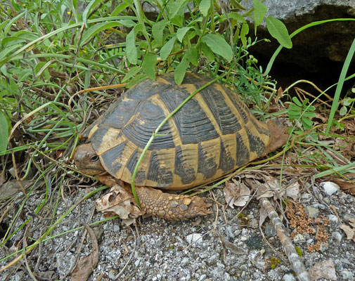 Testudo hermanni - Griekse landschildpad