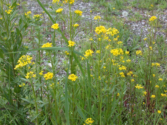 Erysimum cheiranthoides - Gewone steenraket